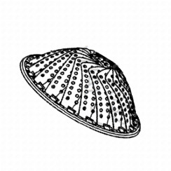 Cestello a vapore (14 cm)